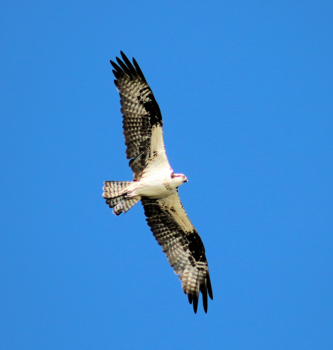 Águila Pescadora - ML81526411