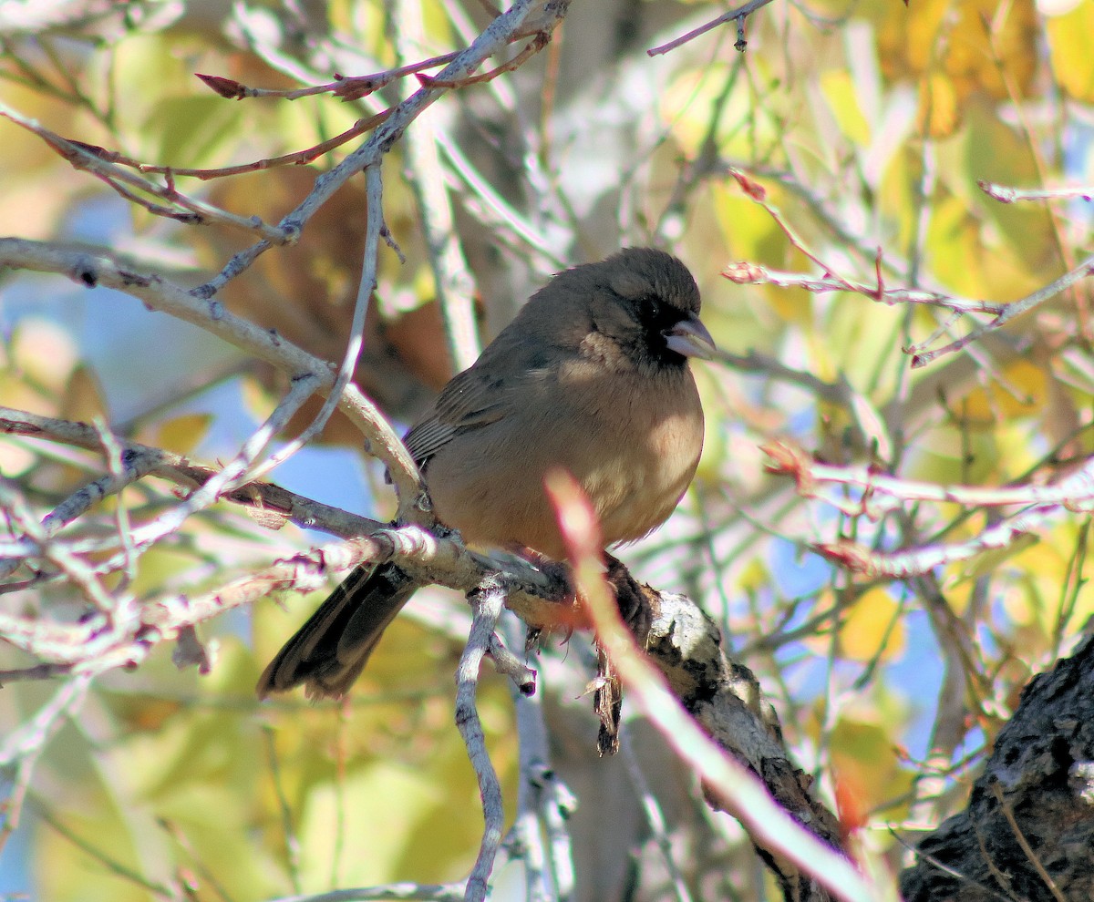 Abert's Towhee - ML81526921