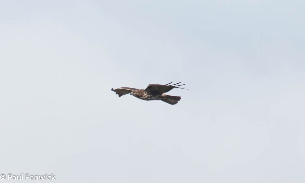 Red-tailed Hawk (calurus/alascensis) - ML81527481