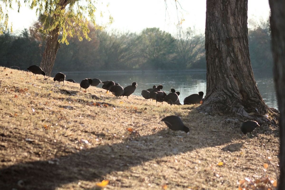 American Coot - Diana Spangler