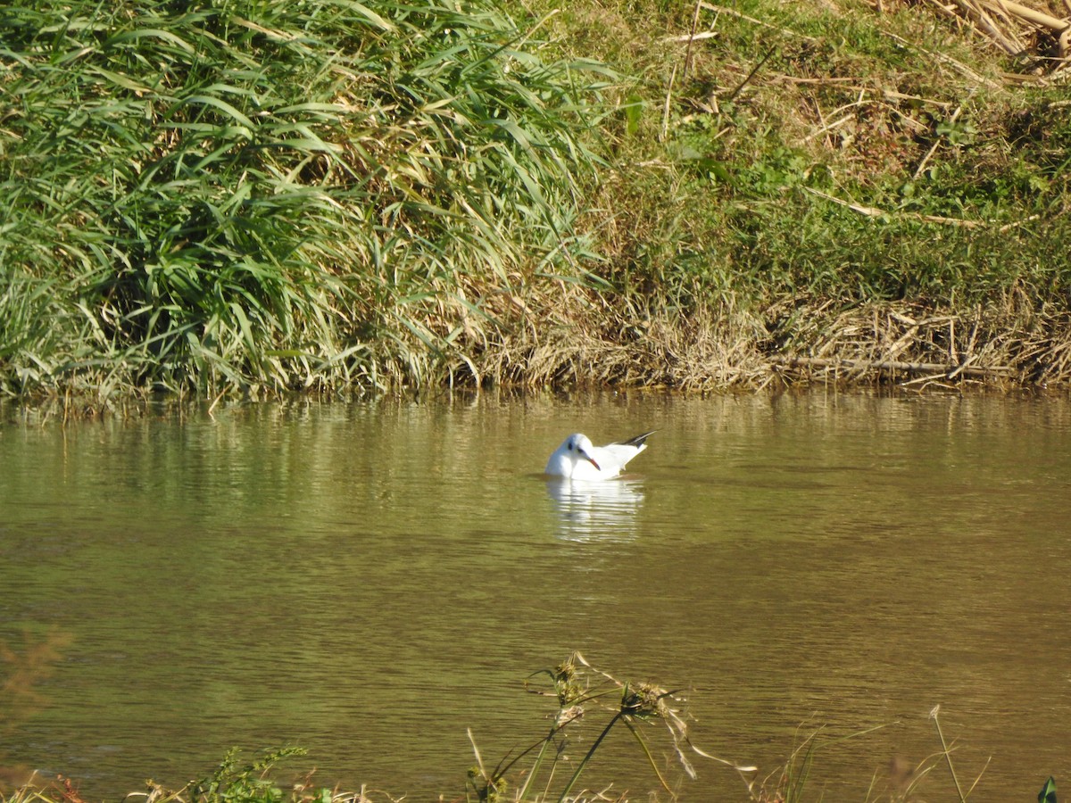 Black-headed Gull - ML81527751