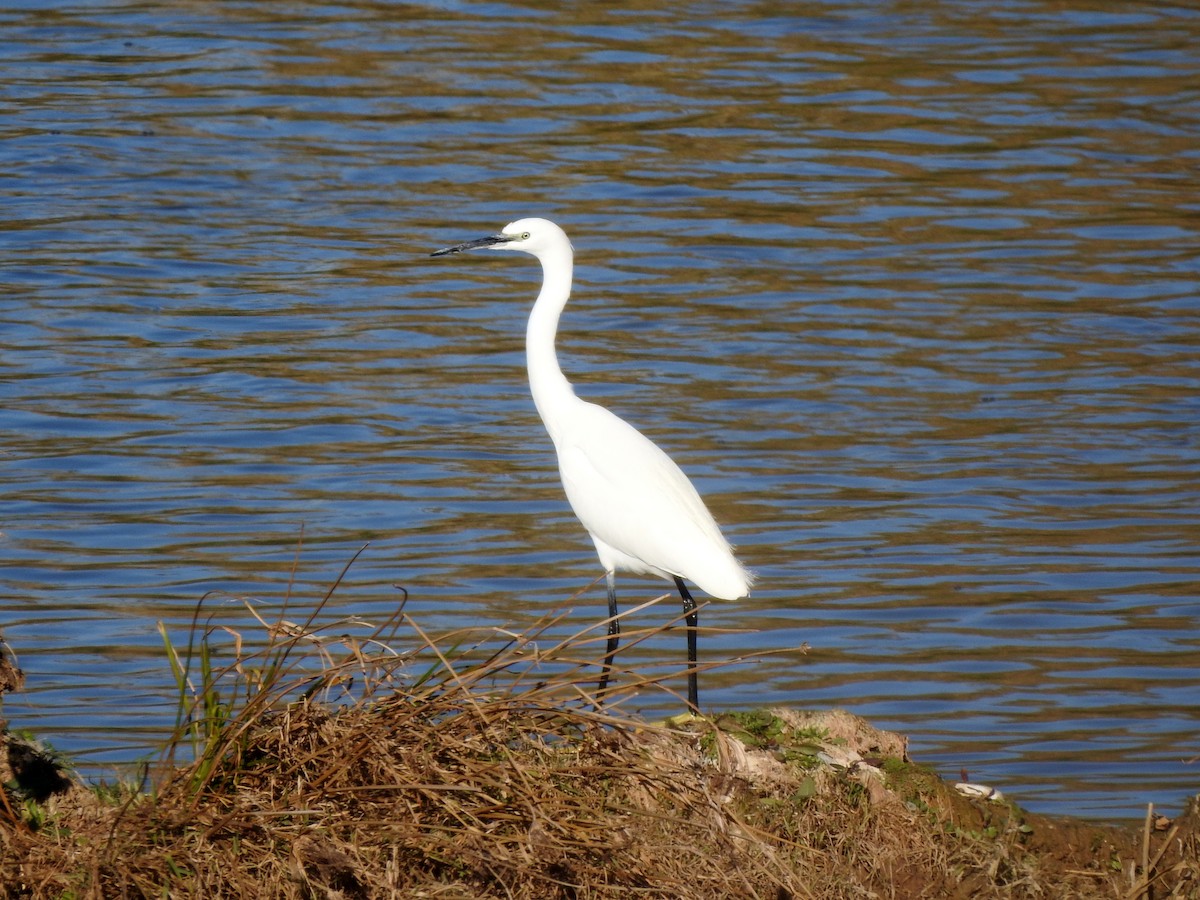 Little Egret - ML81527791