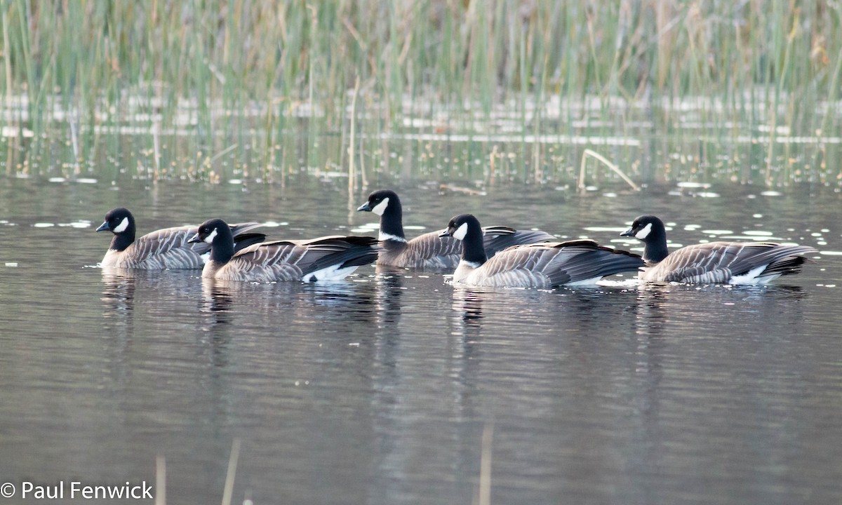 Barnacla Canadiense Chica (leucopareia) - ML81527801