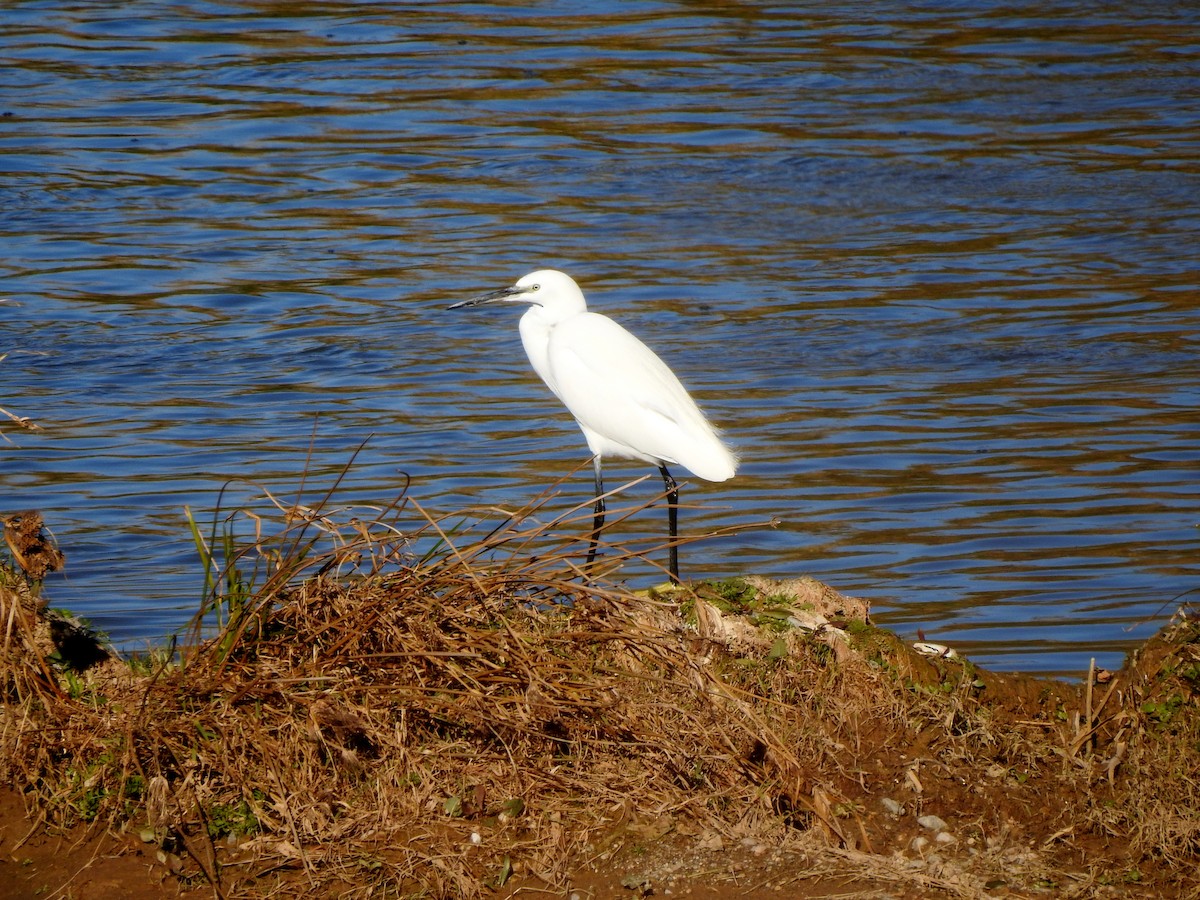 Little Egret - ML81527841