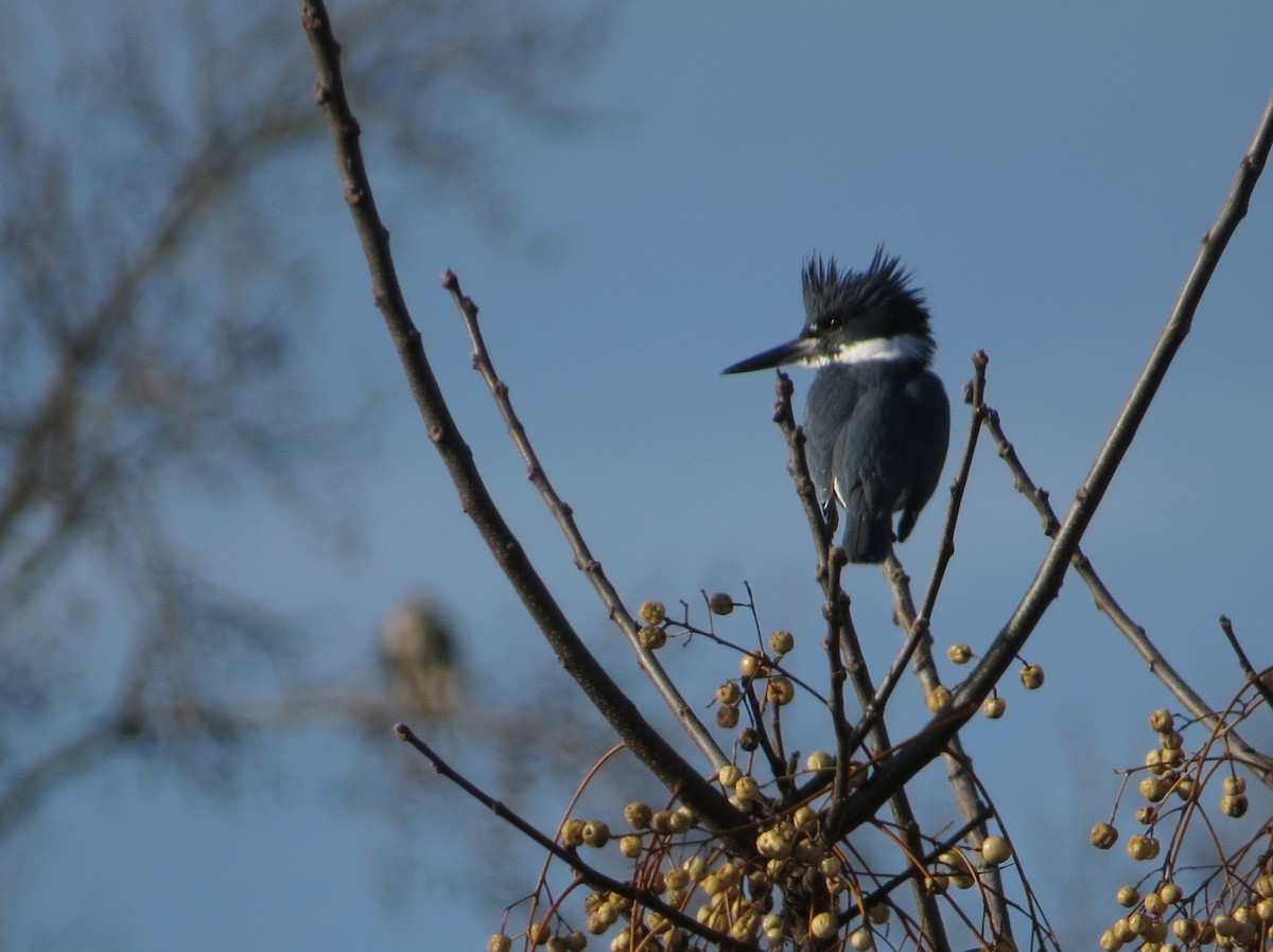 Belted Kingfisher - ML81531141