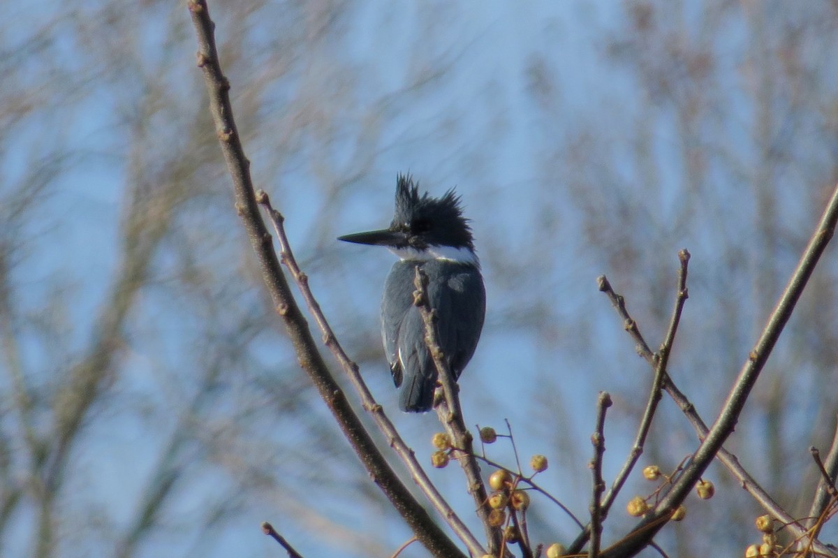 Belted Kingfisher - ML81531151