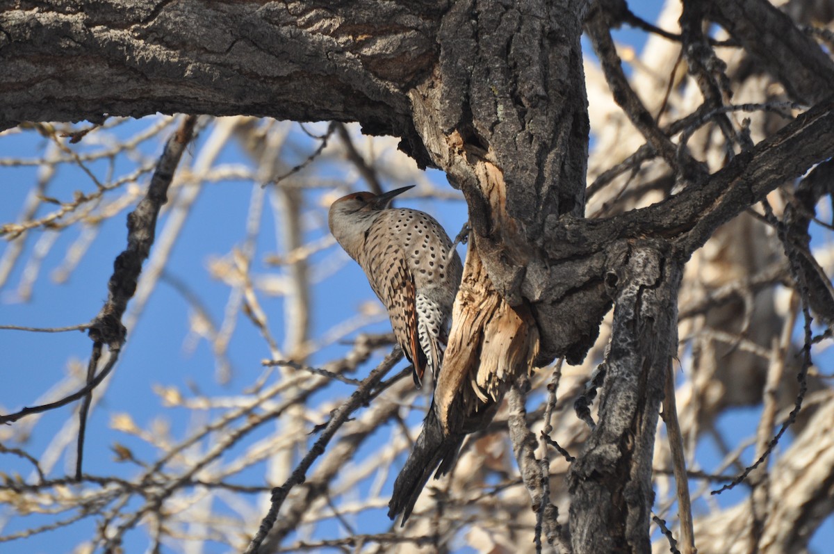 Northern Flicker - ML81532541