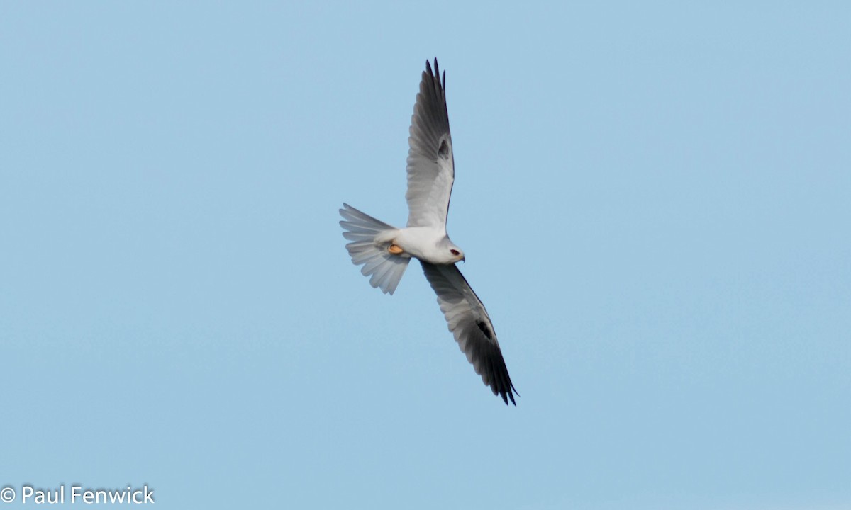 White-tailed Kite - ML81532671