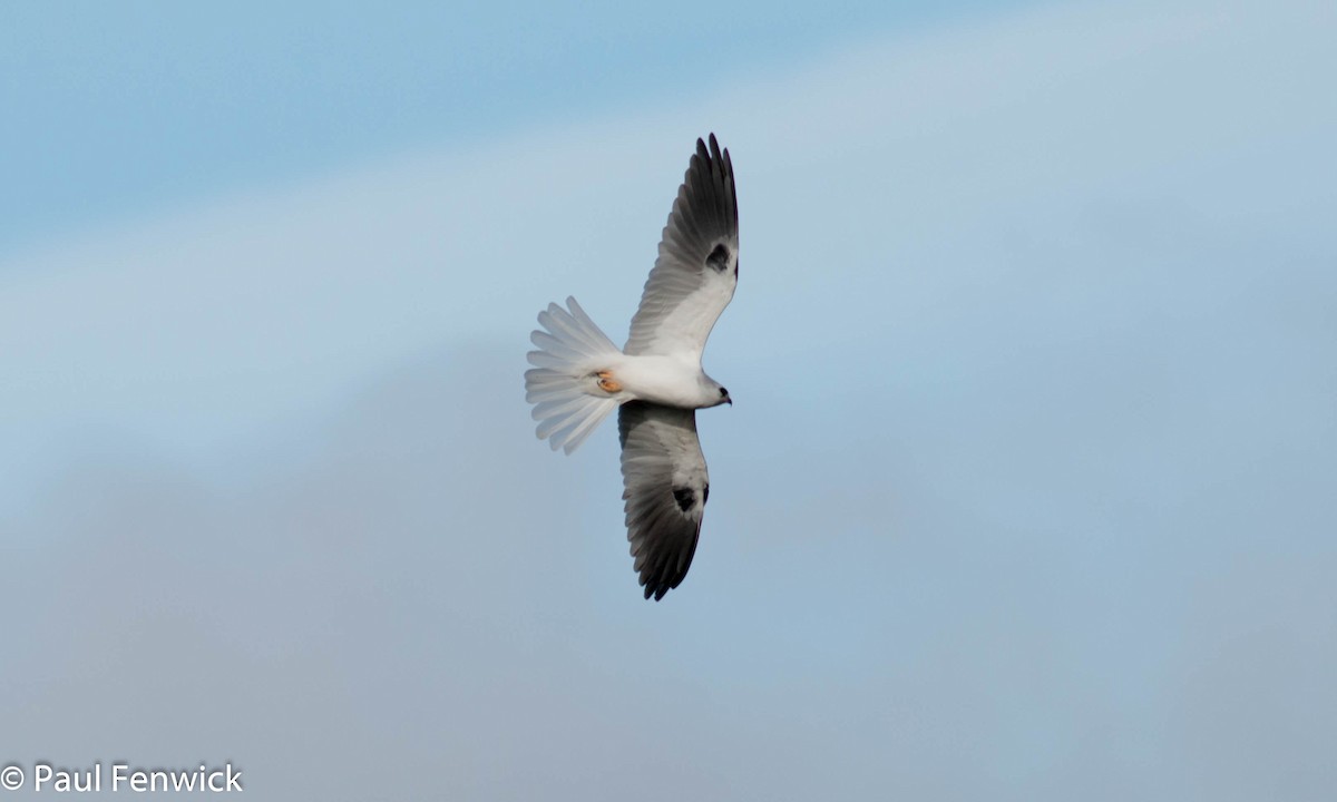 White-tailed Kite - ML81532681
