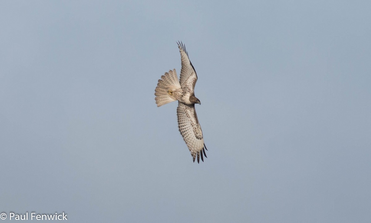 Rotschwanzbussard (calurus/alascensis) - ML81533431