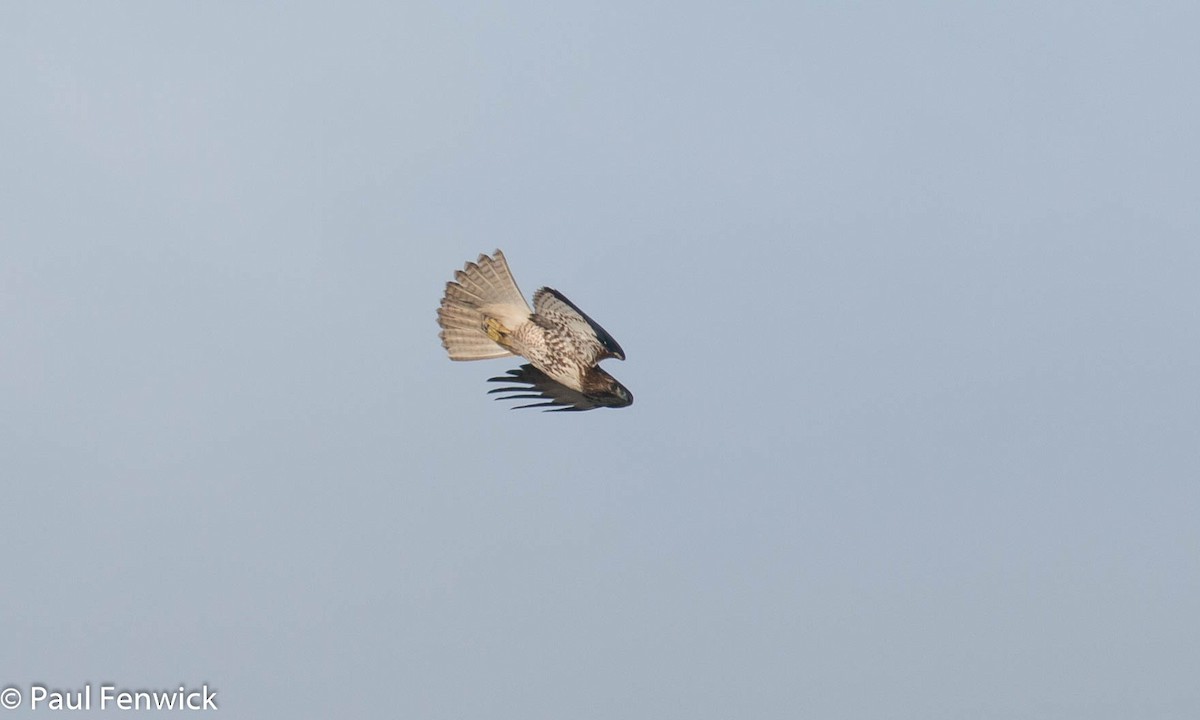 Red-tailed Hawk (calurus/alascensis) - ML81533441