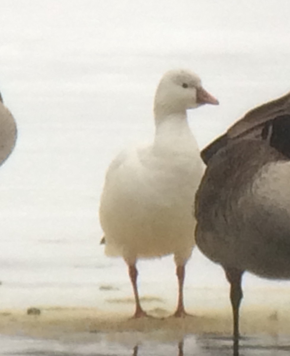 Ross's Goose - ML81533931