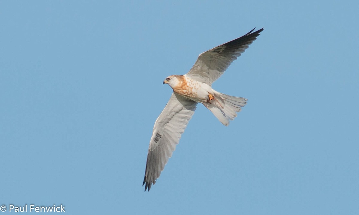 White-tailed Kite - ML81535181