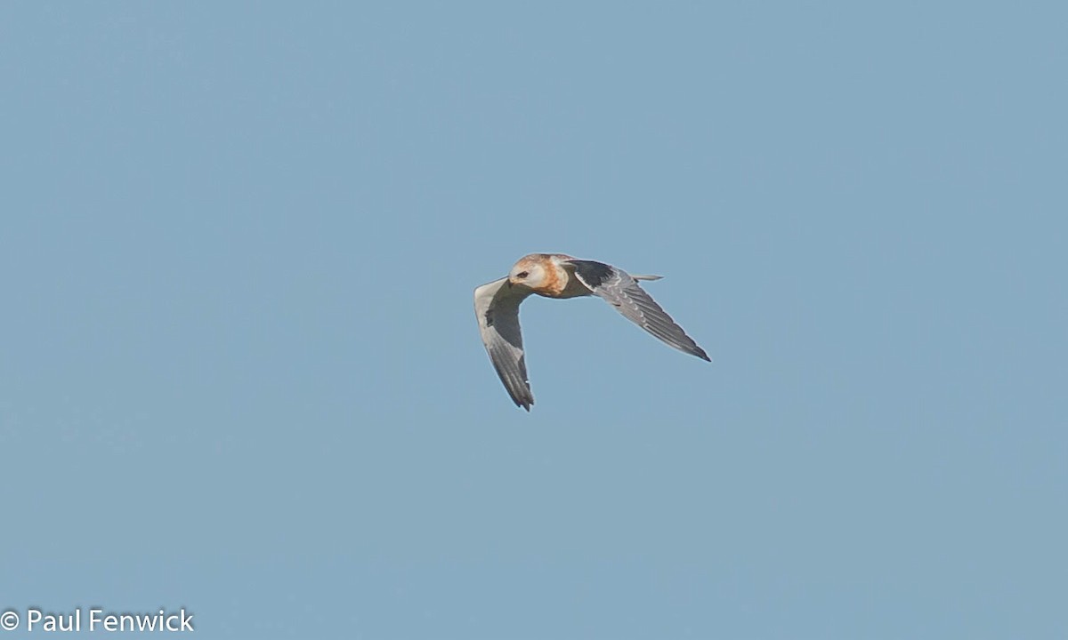 White-tailed Kite - ML81535251