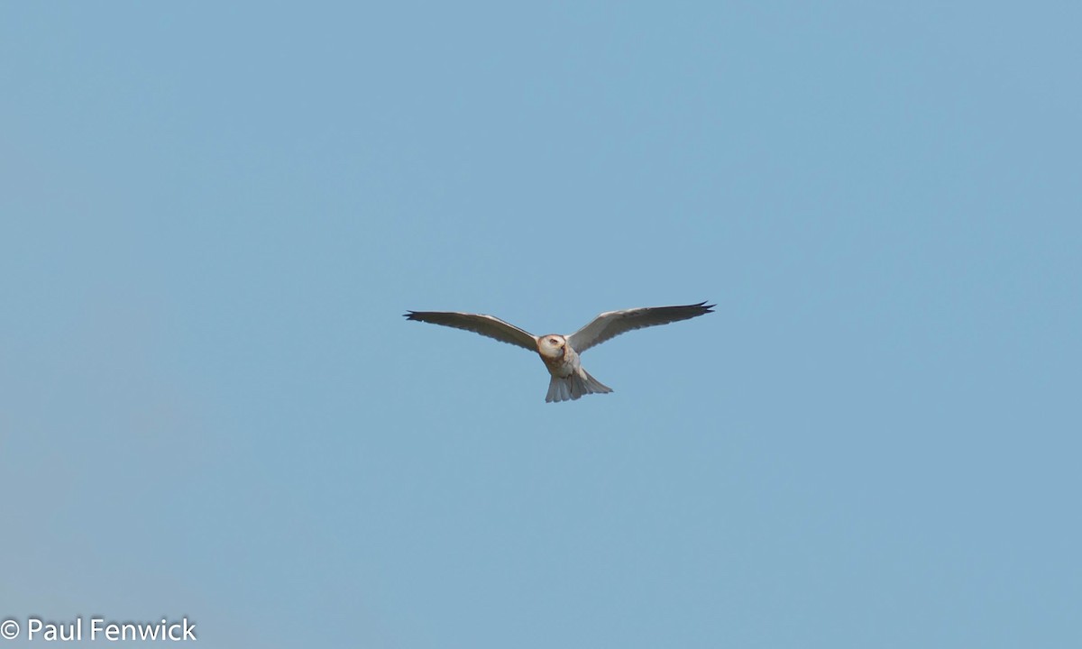 White-tailed Kite - ML81535271