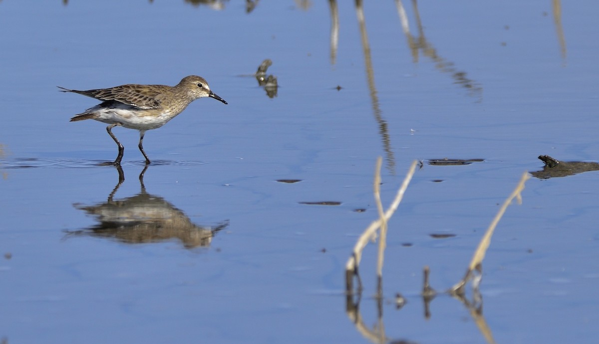 White-rumped Sandpiper - Miguel Ansenuza