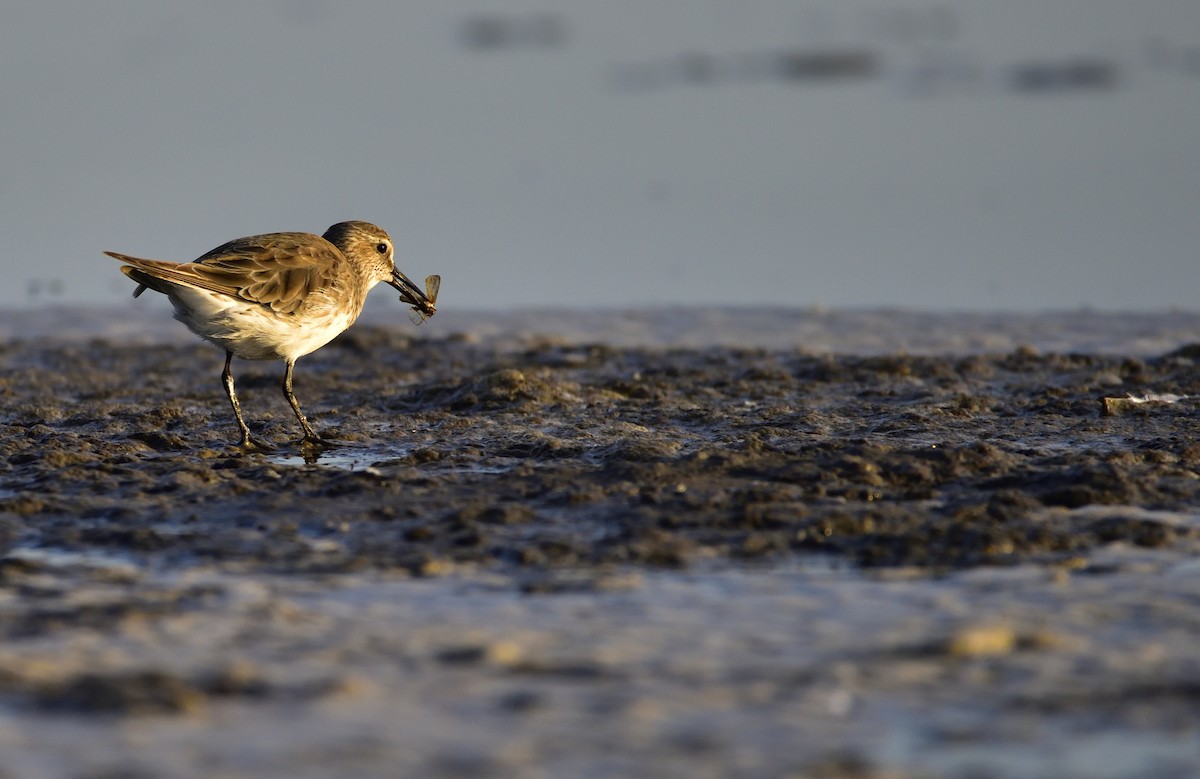 White-rumped Sandpiper - Miguel Ansenuza