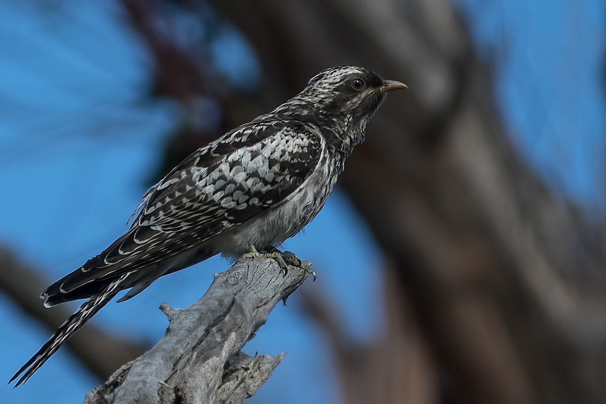 Pallid Cuckoo - Cedric Bear