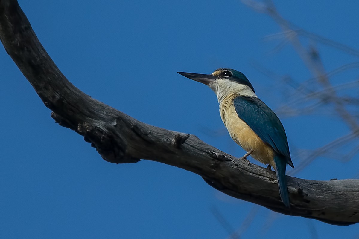 Sacred Kingfisher - ML81540981