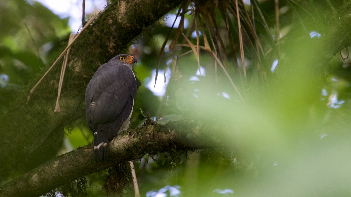 Semiplumbeous Hawk - Gates Dupont