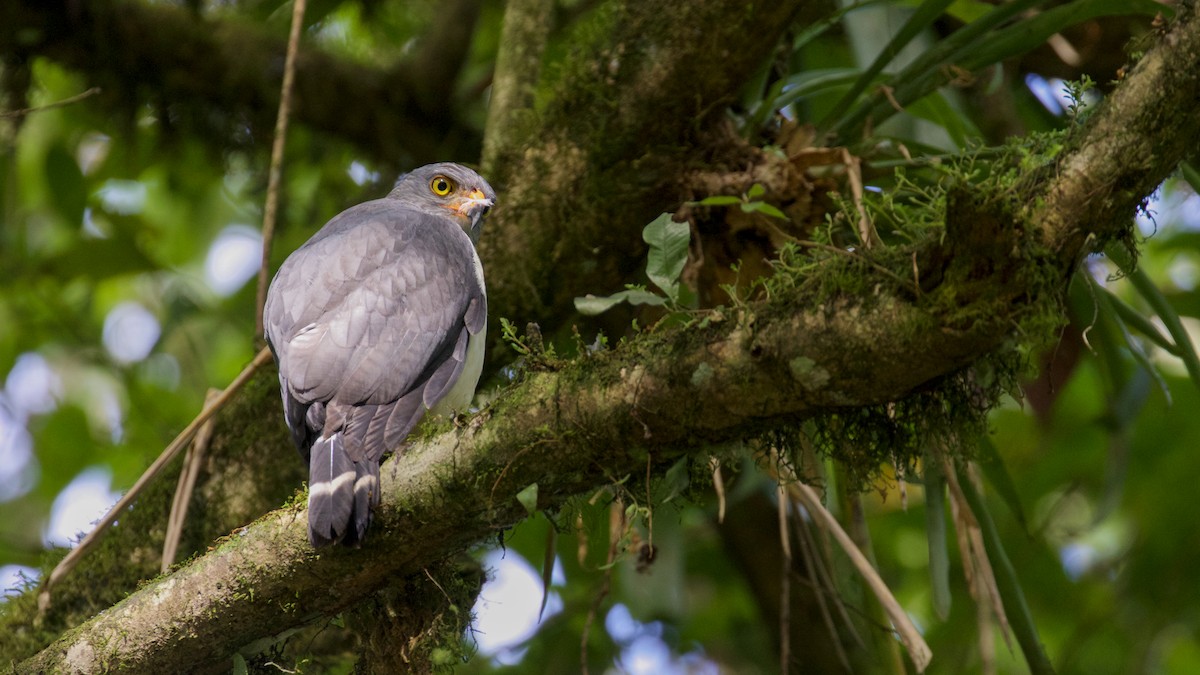 Semiplumbeous Hawk - Gates Dupont