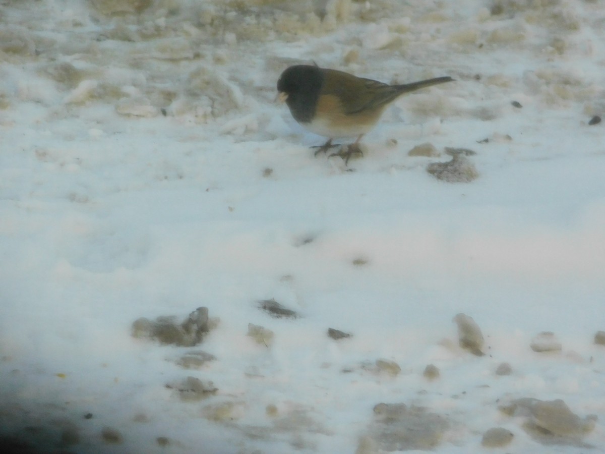 Dark-eyed Junco (Oregon) - ML81546291