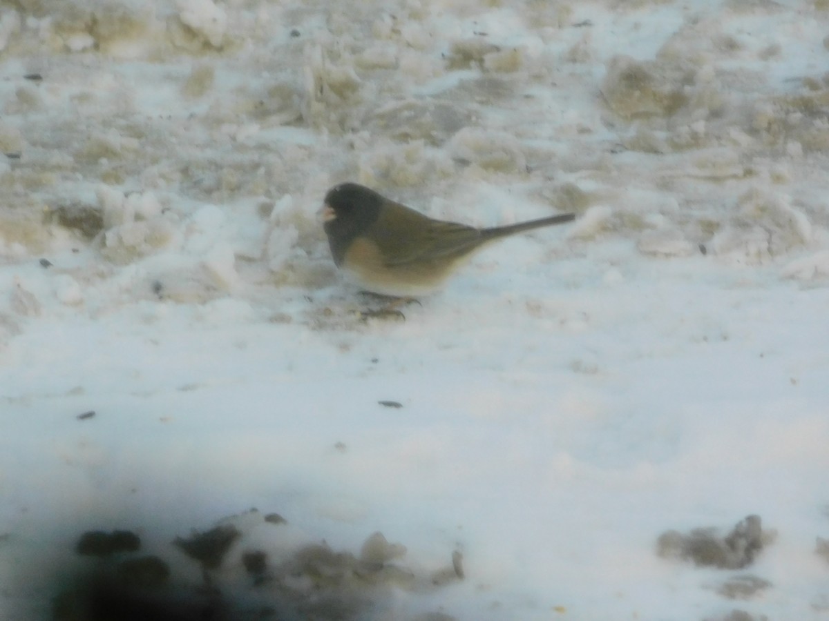 Dark-eyed Junco (Oregon) - ML81546321