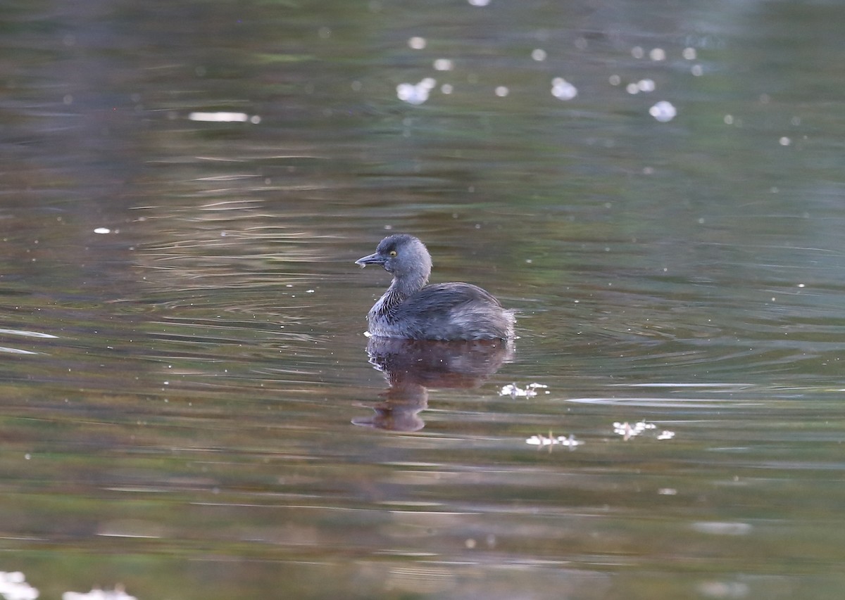 Least Grebe - ML81547391