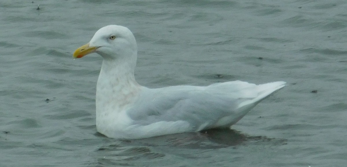 Glaucous Gull - ML81548461