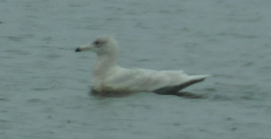 Glaucous Gull - Mike & MerryLynn  Denny