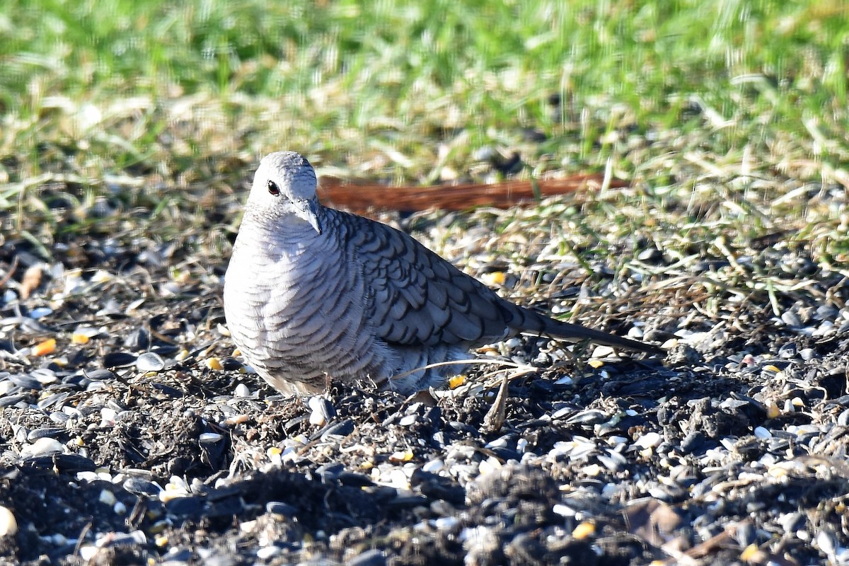 Inca Dove - ML81548551