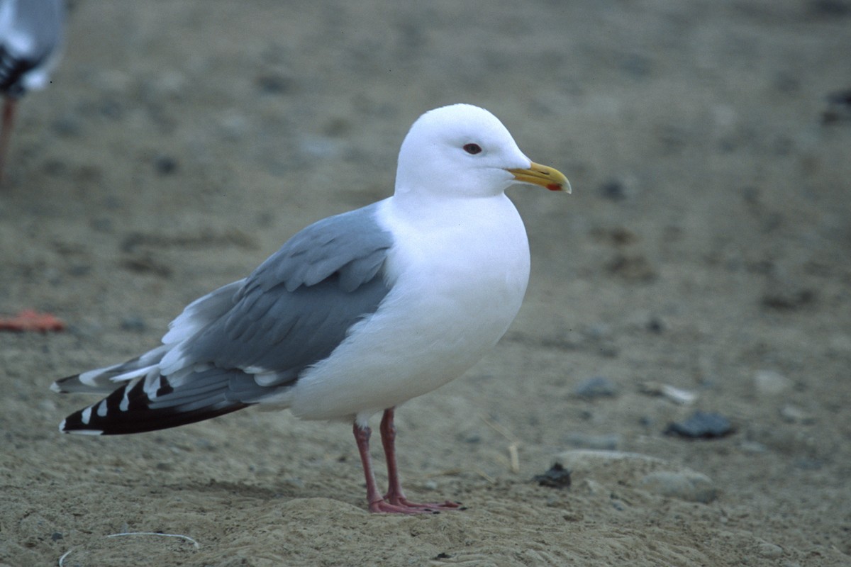 Iceland Gull (Thayer's) - Cameron Eckert