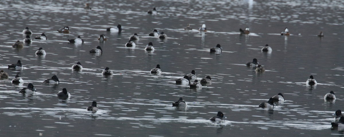 Greater/Lesser Scaup - ML81551331
