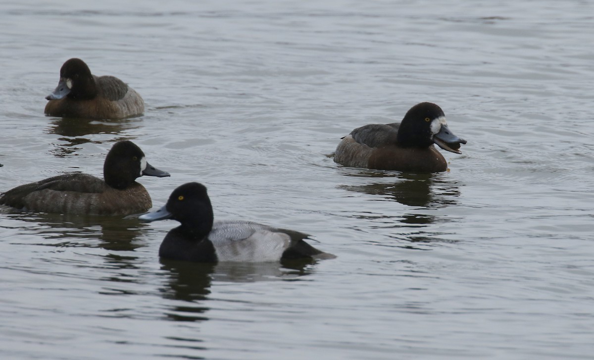 Greater/Lesser Scaup - ML81551591