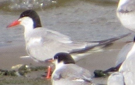 Common Tern - ML81552391