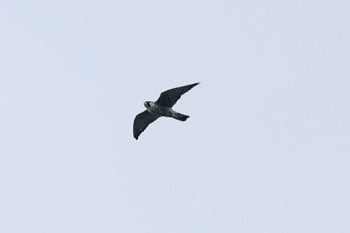 Peregrine Falcon - ML81552601