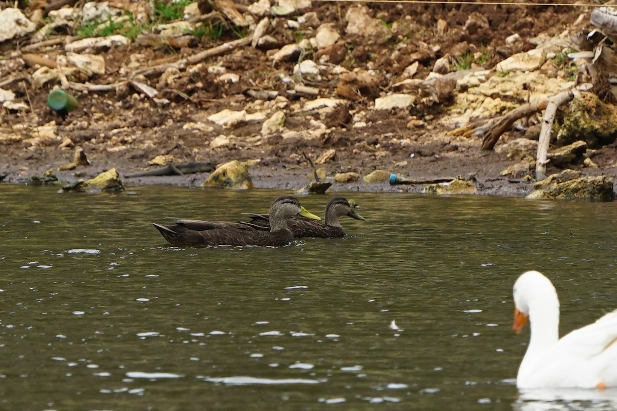 American Black Duck - ML81552701