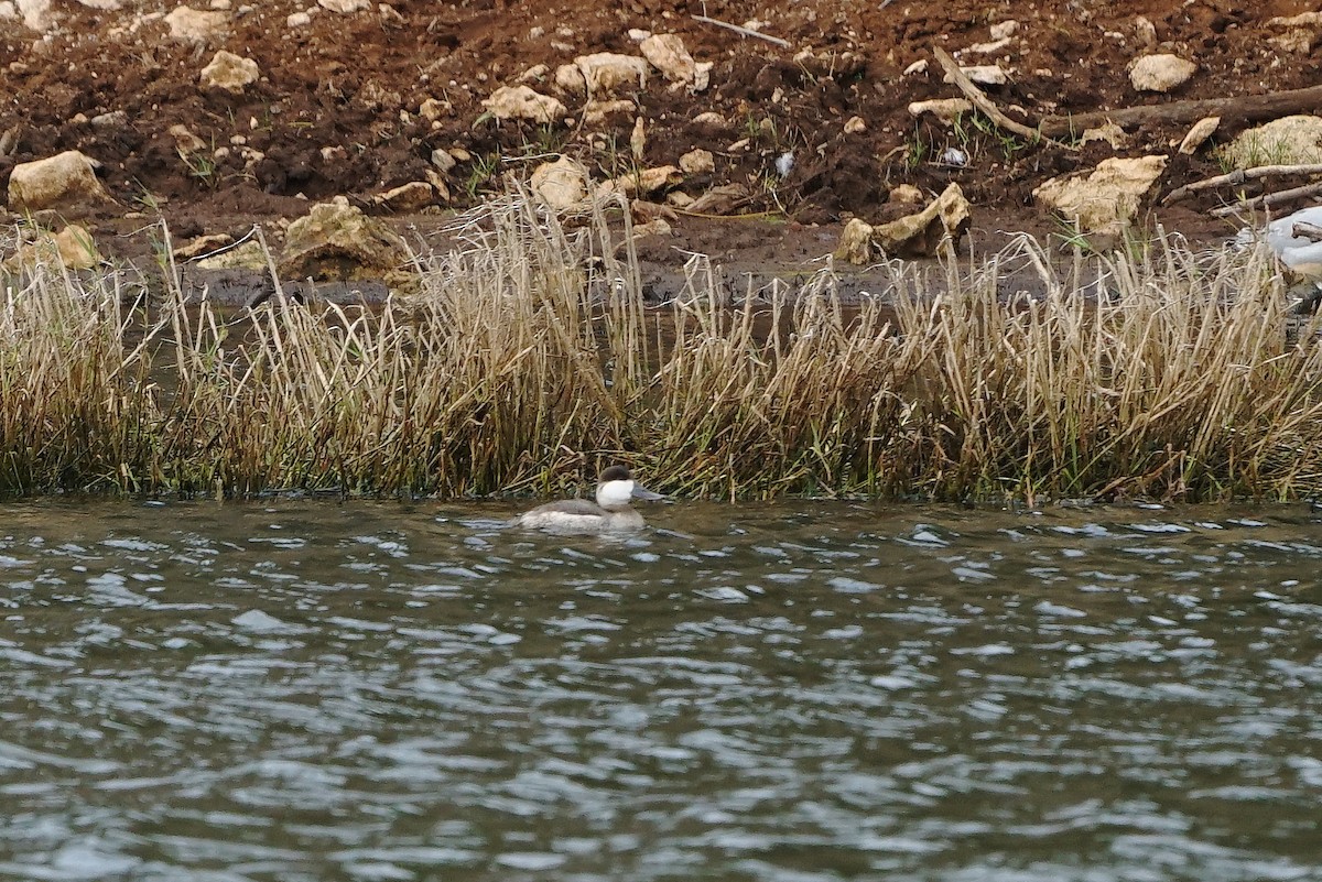 Ruddy Duck - ML81552921