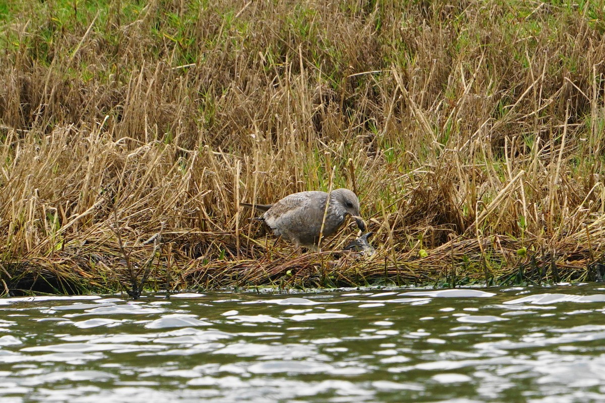 Herring Gull - ML81553121