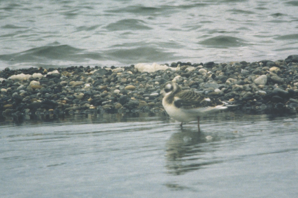 Ross's Gull - ML81553231