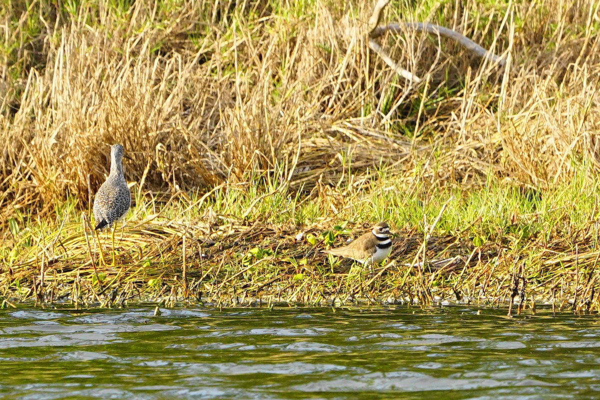 Killdeer - ML81553261