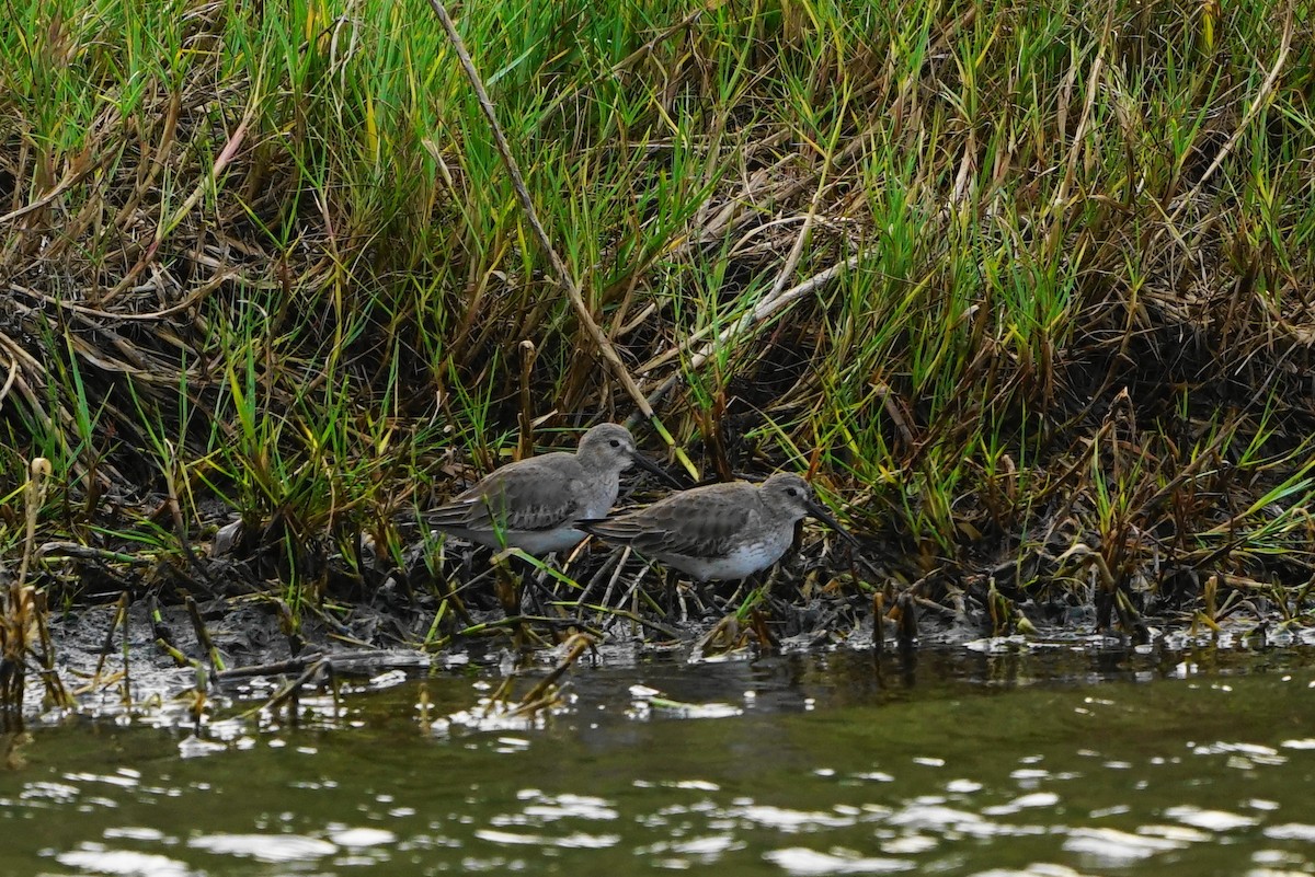 Dunlin - ML81553431