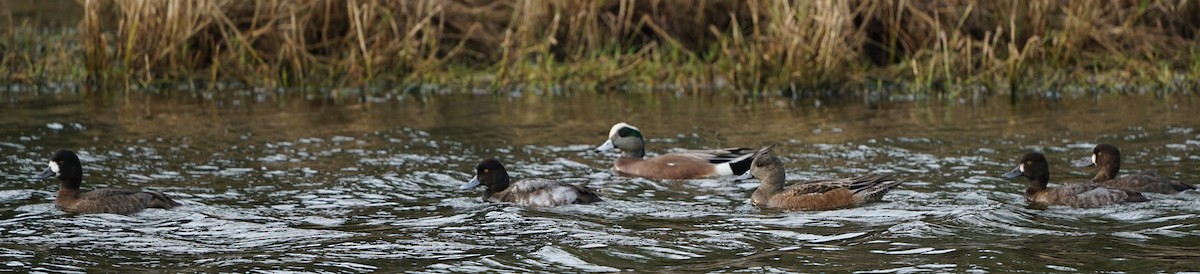 Lesser Scaup - ML81553561