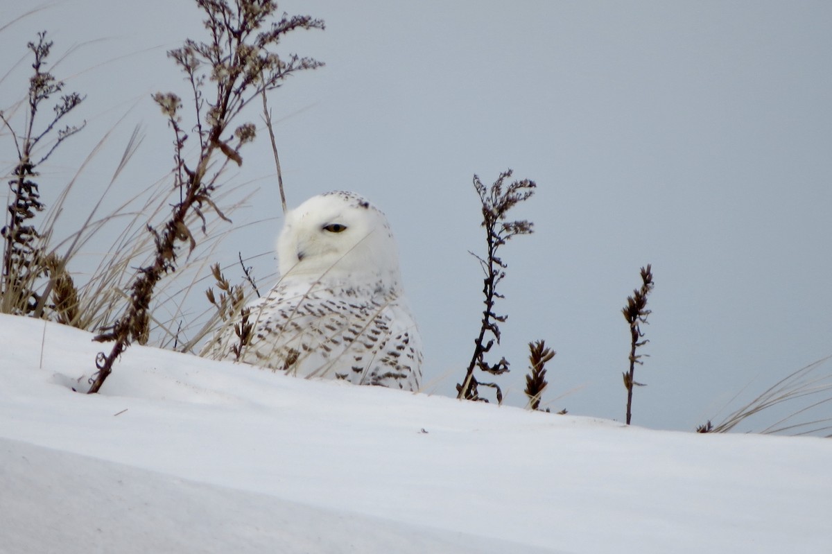 Snowy Owl - Jeanne-Marie Maher