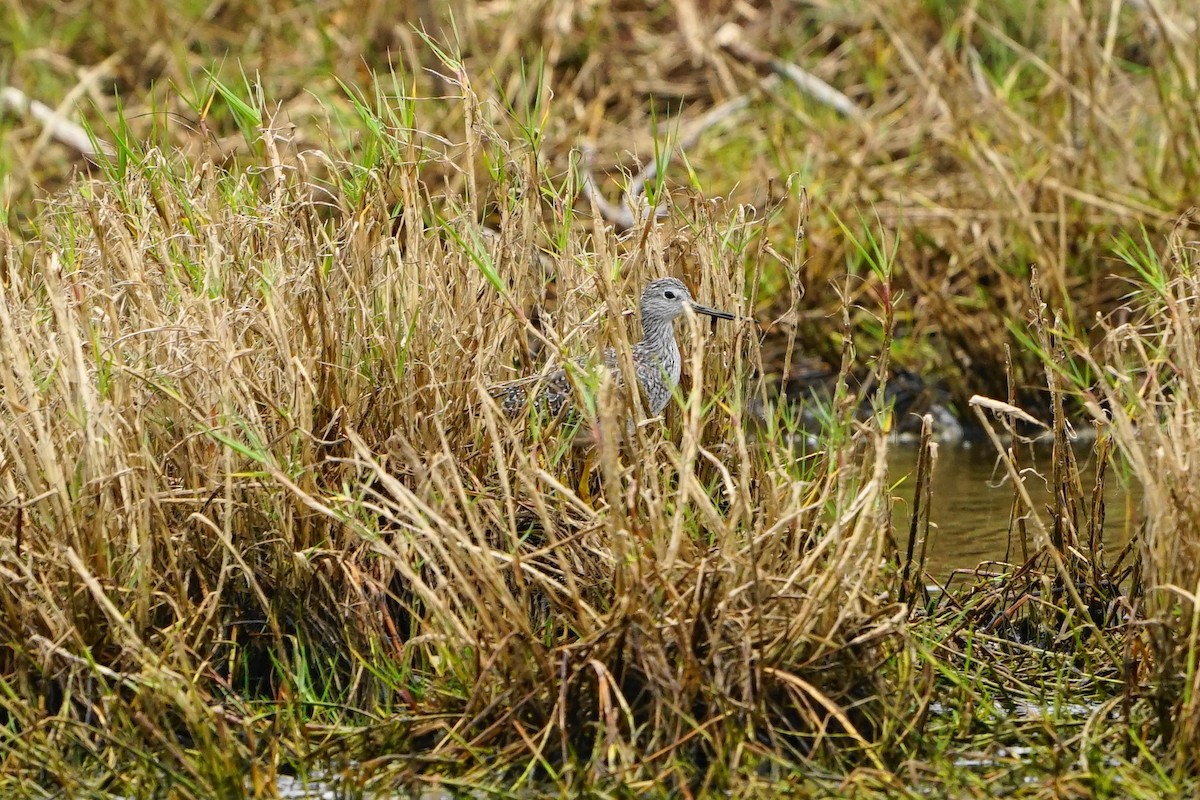 Greater Yellowlegs - ML81554851