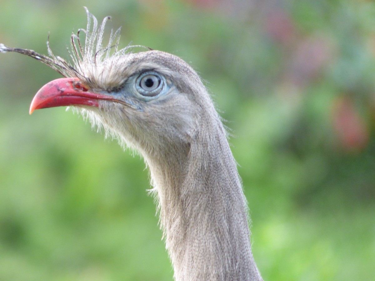 Red-legged Seriema - Bill Crins