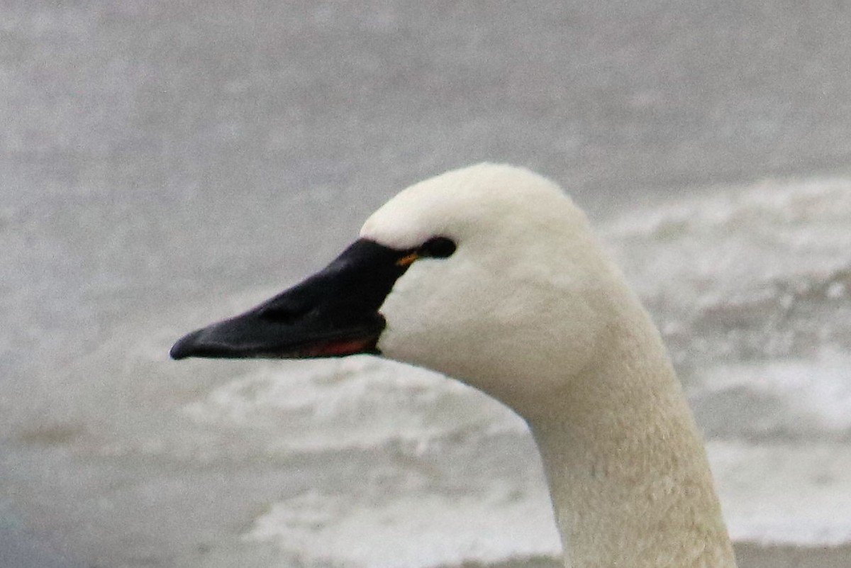 Tundra Swan - John Loch