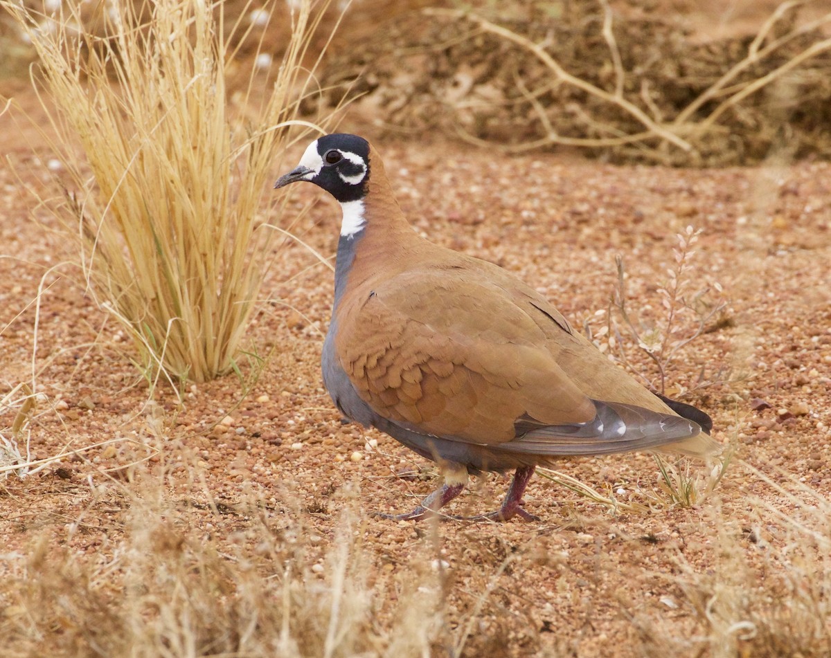 Flock Bronzewing - Scott Baker