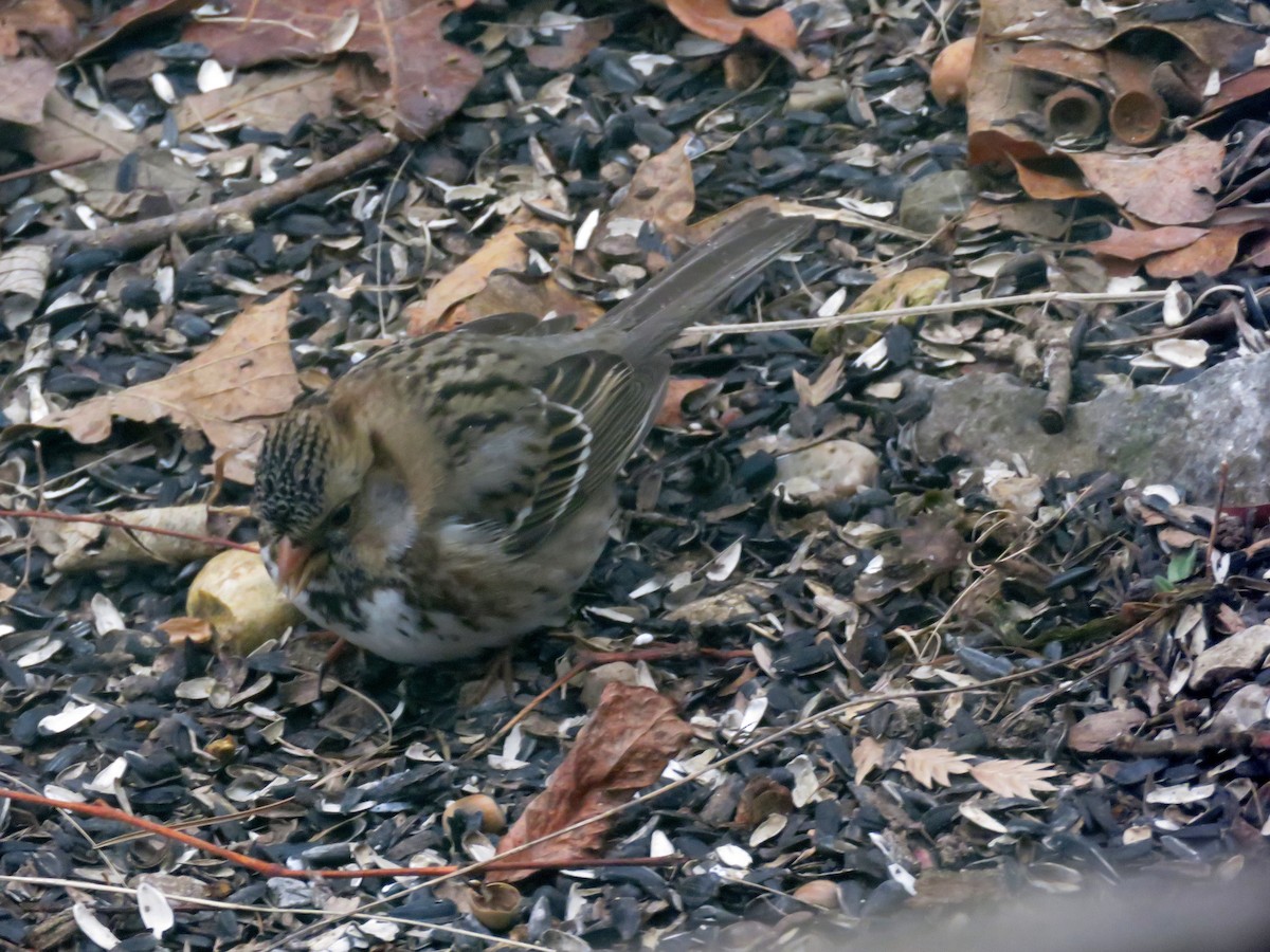 Harris's Sparrow - ML81557601