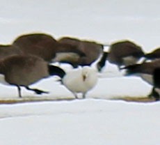 Ross's Goose - ML81558361